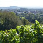 7932-weinbergfest-6-blick-nach-nussloch