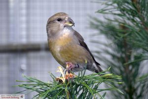 8010-vogelzuechter-sandhausen-vogelschau-kiefernkreuzschnabel