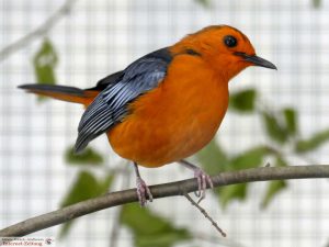 8010-vogelzuechter-sandhausen-vogelschau-natalroetel