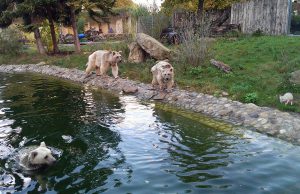 Uschi(Wasser), Benni und Gudrun (rechts)