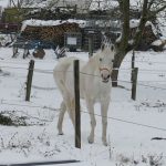 8335-winter-schnee-impressionen-2-pferd-schimmel