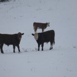 8335-winter-schnee-impressionen-5-rinder