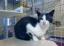 Überpopulation von Katzen verhindern – Kastration wildlebender Katzen