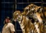 Circus Manuel Weisheit gastiert in Leimen: Programm mit Artistik, Ponys und sib. Tigern