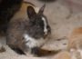 Die Zootiere freuen sich auf die Ostergeschenke der Kinder