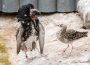 Kampfläufer in Paarungslaune: Brautwerbung in unterschiedlichen Gewändern