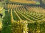 Weinlese beim Weingut Adam Müller: Der „Herbst“ findet in den Sommerferien statt