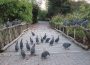 Perlhuhn-Rekord im Zoo Heidelberg – Tierische Inventur zum Jahreswechsel