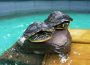 Wasserschildkröten aus dem Tom-Tatze-Tierheim suchen neue Heimat