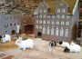 Meerschweinchen und Kaninchen: </br>Kleine Nager erfreuen Zoo-Besucher