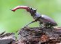 Citizen Science: Hirschkäfer – bitte melden!