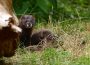 Hoffnung für den Europäischen Nerz: Drei junge Nerze im Zoo Heidelberg