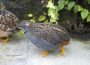 Zwergwachtel – der kleinste Hühnervogel der Welt im Tom-Tatze-Tierheim