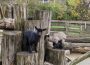 Den Winter im Zoo bei balzenden Küstenvögeln und jungen Zwergziegen erleben