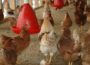 Veterinäramt: Geflügelpest ist nun auch in Baden-Württemberg angekommen