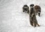 Heiligabend mit dem Zoodirektor Online: Dr. Wünnemann liest Zoogeschichten