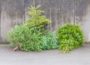 Keine Leimener oder Sandhäuser Christbaum-Sammlung – Wohin mit dem alten Baum?