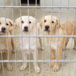 Jahresstart im Tom-Tatze-Tierheim - Mischung aus Optimismus und Nachdenklichem 14930 - Hundewelpen