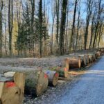 Das Kreisforstamt informiert: Eichenbestände stabil und fit für die Zukunft gestalten 15110 - Holz Baumstamm Submission