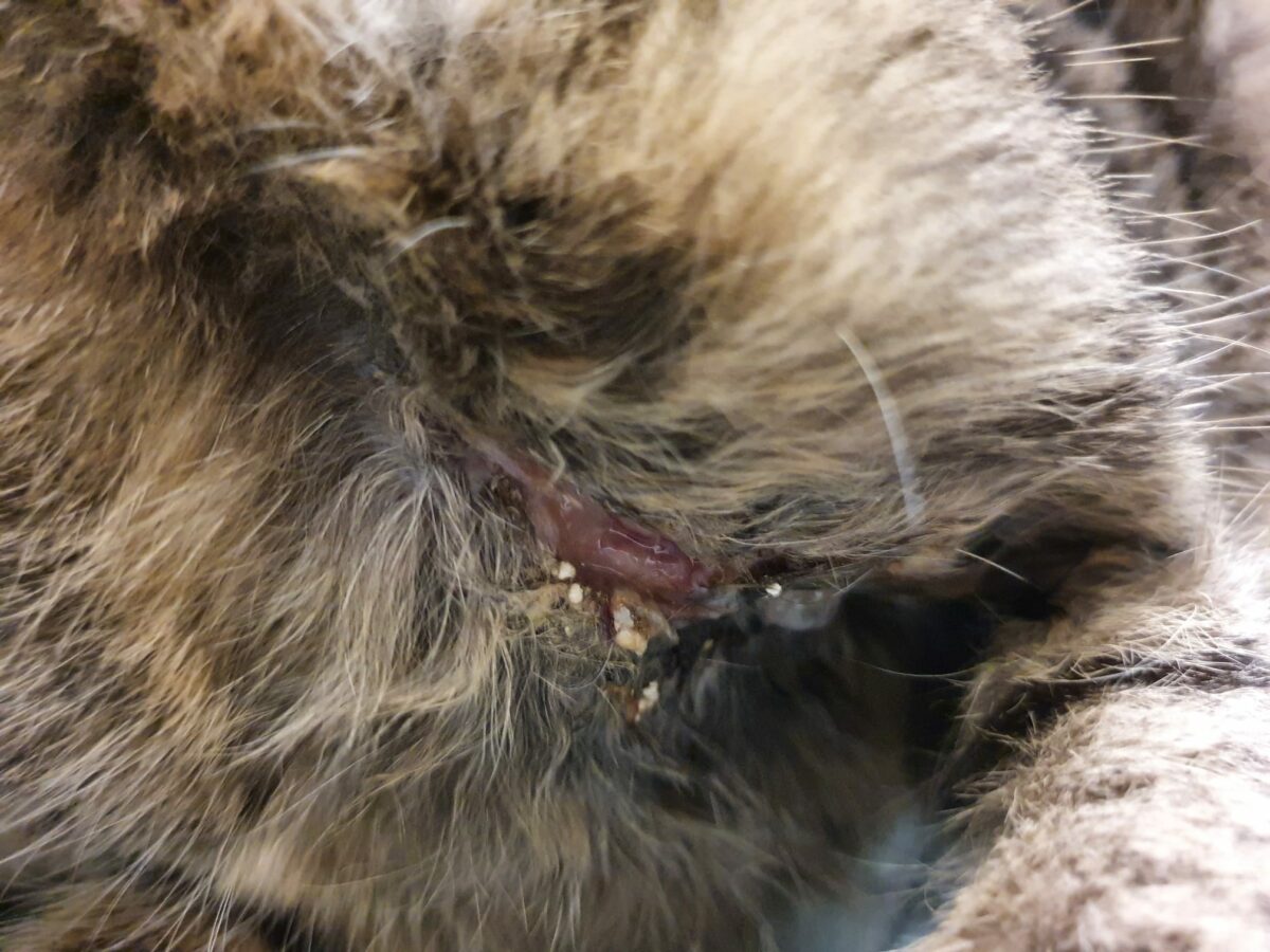 Tierschutz rät, auf Halsbänder für Katzen zu verzichten