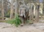 Zoo ab heute wieder geöffnet – Reduzierter Eintritt wg. Vogelgrippe-Maßnahmen