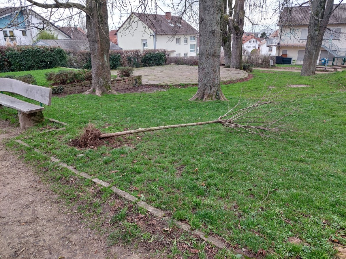 Vandalismus im Menzerpark – Junge Kugel-Robinie mit Gewalt ausgerissen
