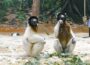 Kronensifakas jetzt zu Zweit im Lemurengehege des Zoos