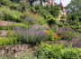 Praxisworkshop: Naturnahe Gartengestaltung und Wiesenpflege am 17. Juni