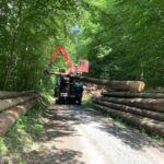 Starker Einsatz für den Waldschutz: Holzentrindung gegen Borkenkäfer 17792 - Holzentrindung_1