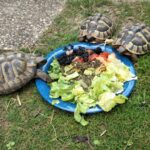 Landschildkröten – immer beliebtere aber unterschätzte Haustiere IMG-20230611-WA0005