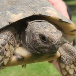 Minigolf um eine Attraktion reicher: Schildkrötengehege mitten auf dem Gelände 17885 - Minigolf Schildkröte 3