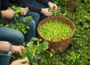 „Hopfe zopfe, Schdiel draalosse!“ – </br>Traditionelles Hopfenfest in Sandhausen