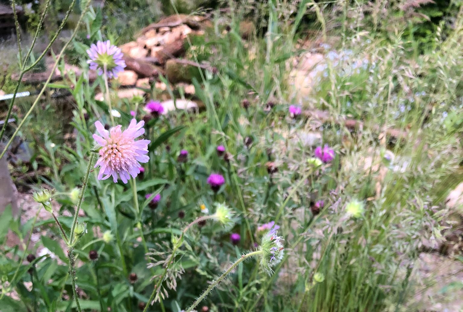 Nachhaltige Gartenpflege: Von heimischen Stauden und tierfreundlichen Methoden