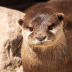Kuscheln bei Familie Otter - Nachwuchs bei den Kurzkrallenotter Zwergotter_kl