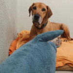 IMG-20231022-WA0016