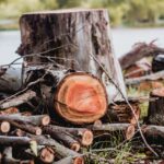 wood-cut-3411809_1280