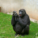 Von Heidelberg nach Frankfurt - </br>Gorillaweibchen N’Gambe wechselt den Zoo N´Gambe_kl