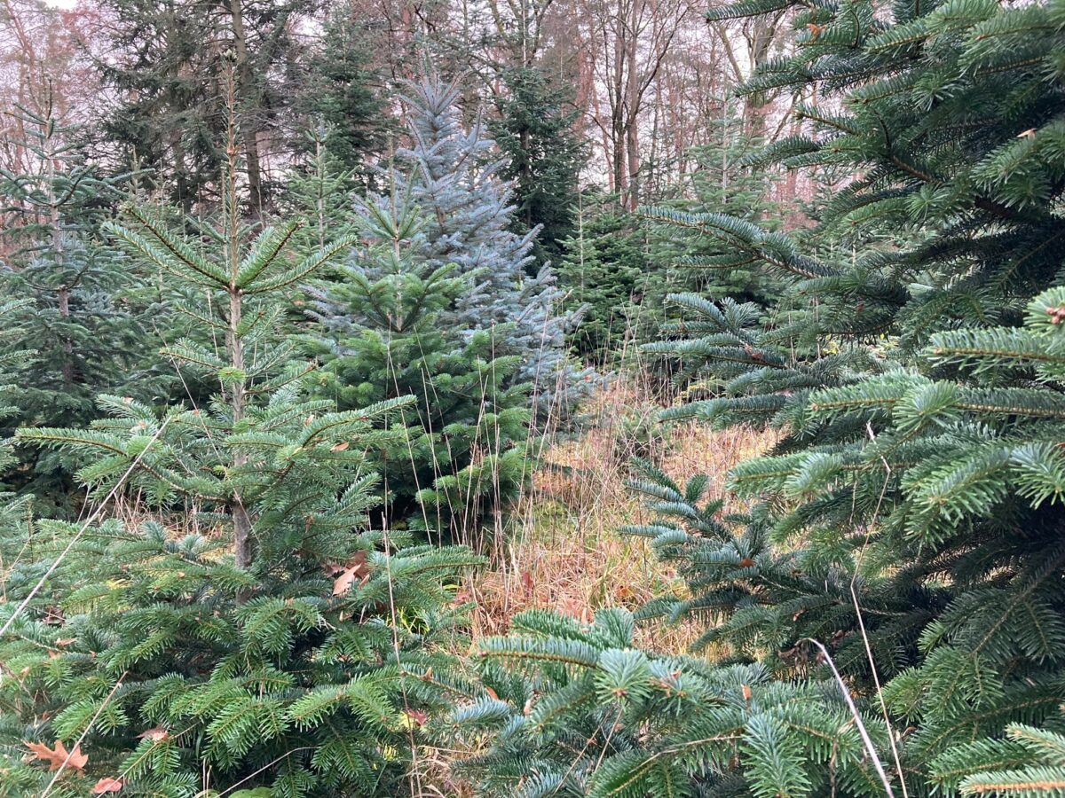 Erlebnis: Weihnachtsbaum selber im Wald schlagen – Am Samstag in Wiesloch