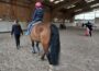 Bambinireiten beim Reitverein Leimen war beliebtes Ausflugsziel für Familien