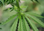 Kommunale Suchtbeauftragte: Jugendliche schützen – Cannabiskonsum für Erwachsene legal
