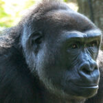 Gorillagruppe wieder komplett - Gorilla-Weibchen aus dem Zoo Münster angekommen Jamila_b