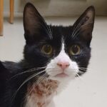 19655 - Kater Theo