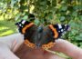 Abenteuer vor der Haustür mit Naturpark-Guide Paul Siemes: Ziege, Schmetterling & Co.