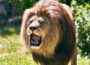 Wenn der Löwe abends brüllt – </br>Dein exklusiver Zoo-Moment