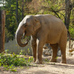 Schön war’s in Heidelberg! Elefant Yadanar verlässt den Zoo Heidelberg bild_pm_250318_yadanar2_kl
