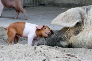 Ein Ferkel der Rotbunten Husumer Schweine schmiegt sich an die Schnauze der Mutter.