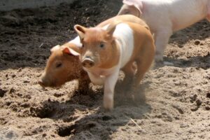 Drei Ferkel der Rotbunten Husumer Schweine spielen auf sandigem Boden, eines klettert auf ein anderes.