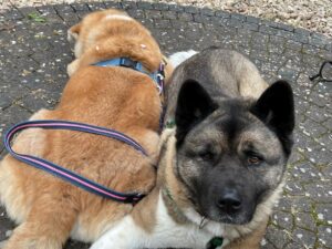 Zwei Akita-Hunde liegen eng beisammen auf einem Steinboden