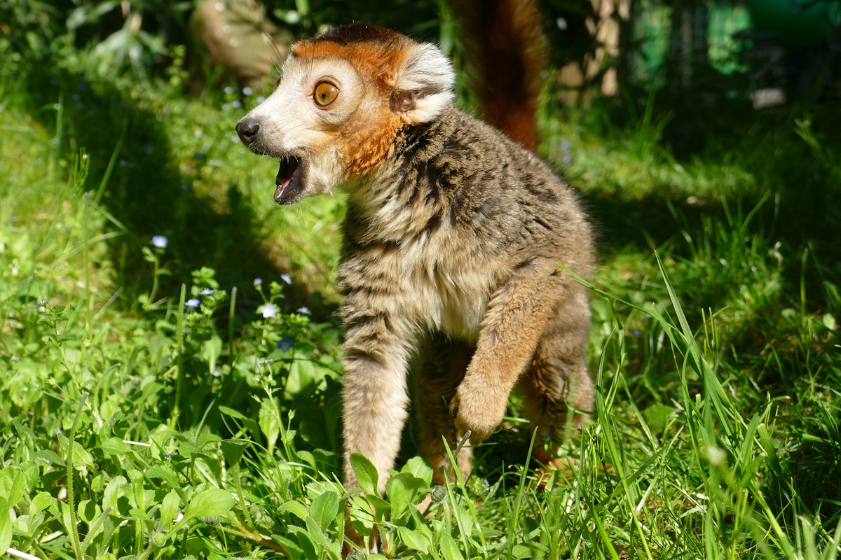 Kronenmaki mit aufgerissenen Augen in einer Wiese im Zoo Heidelberg, Symbolbild für bedrohte Arten zum Aktionstag Artenschutz.