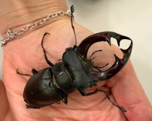Männlicher Hirschkäfer mit großen Mandibeln auf Asphaltuntergrund, fotografiert aus der Nähe.